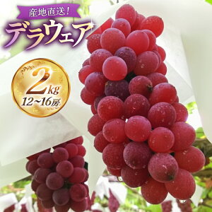 yӂ邳Ɣ[Łz yԌ蔭zy2026Nz fEFA 2kg (12`16[) [V_ R`  tk06bgt070001] Ԃǂ 햳 uhE   ʕ t[c Yn _ƒ