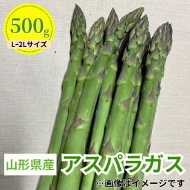 【ふるさと納税】令和8年 山形県川西町産 雪国朝採れアスパラガス(夏)　L～2L サイズ　500g【配送不可地域：離島・北海道・沖縄県・信越、北陸・近畿・中国・四国・九州】【1764664】