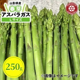 【ふるさと納税】【先行予約】令和9年 山形県川西町産 雪国春アスパラガス Lサイズ　250g【配送不可地域：離島・北海道・沖縄県・信越、北陸・近畿・中国・四国・九州】【1764684】