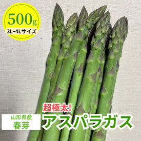 【ふるさと納税】【先行予約】令和9年 山形県川西町産 雪国春アスパラガス (超極太) 3L～4Lサイズ　500g【配送不可地域：離島・北海道・沖縄県・信越、北陸・近畿・中国・四国・九州】【1764695】