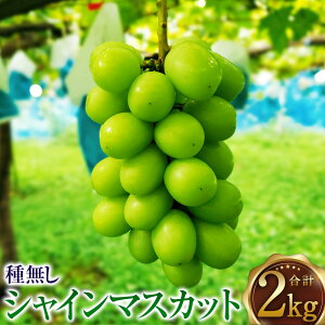 yӂ邳Ɣ[Łz_r[Ly[{^ yznzՂ𗁂т݂݂햳VC}XJbg 2kg R`Y y2025N9{`10{\z yVX