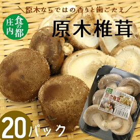 【ふるさと納税】食の都庄内　原木しいたけ（まさに木の子）20パック（有限会社庄内旬青果）