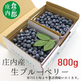 【ふるさと納税】★先行予約★【令和8年産】食の都庄内　庄内の生ブルーベリー約800g　※令和8年7月上旬頃発送予定（有限会社庄内旬青果）