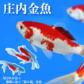 【ふるさと納税】庄内金魚4匹【新型コロナ支援】