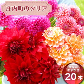 楽天市場 ダリア 切花の通販