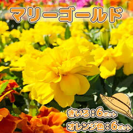 【ふるさと納税】ガーデニング用花苗 マリーゴールド（黄色6ポット・オレンジ6ポット）（2024年5月下旬より順次発送 入金期限：2024.5.7） ふるさと納税 山形