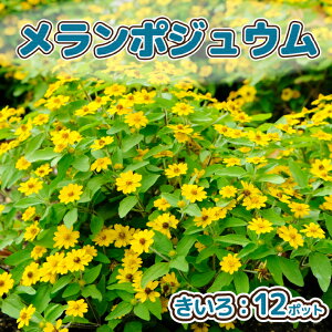 yӂ邳Ɣ[Łzy5{菇zK[fjOp ԕc |WEiFj 12|bgiF2026.5.20j ӂ邳Ɣ[ R`