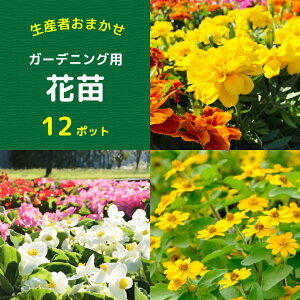 yӂ邳Ɣ[Łzy5{菇zK[fjOp ԕc Y҂܂ 12|bgiF2026.5.20j}[S[h xSjA |WE ӂ邳Ɣ[ R`