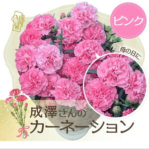 yӂ邳Ɣ[ŁzyR8.5{菇zṼJ[l[V Iׂ5F  sN  IWWF[g zCbv 5iF2026.4.30j J[l[V ̓ v