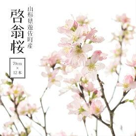 【ふるさと納税】啓翁桜 約70cm 12本 ご希望時期頃にお届け ※着日指定不可 東北 山形県 遊佐町 庄内地方 桜 木 植物 枝 切り花 花束 お花 室内 リビング 玄関 アレンジにも お正月飾り 冬 春 新春 迎春 新年 成人の日 成人式 卒業 卒園 退職 ピンク 発送時期が選べる