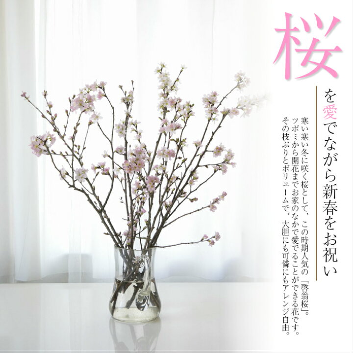 楽天市場 ふるさと納税 啓翁桜 約125cm 10本 ご希望時期頃にお届け 着日指定不可 東北 山形県 遊佐町 庄内地方 桜 木 植物 枝 切り花 花束 お花 室内 リビング 玄関 アレンジにも お正月飾り 冬 春 新春 迎春 新年 成人の日 成人式 卒業 卒園 退職 ピンク