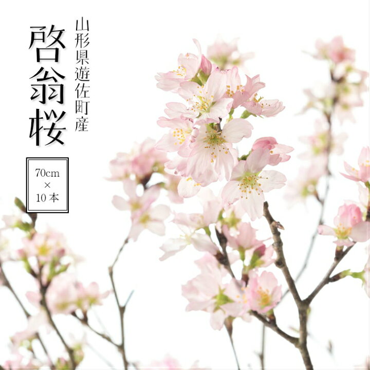楽天市場 ふるさと納税 啓翁桜 約70cm 10本 ご希望時期頃にお届け 着日指定不可 東北 山形県 遊佐町 庄内地方 桜 木 植物 枝 切り花 花束 お花 室内 リビング 玄関 アレンジにも お正月飾り 冬 春 新春 迎春 新年 成人の日 成人式 卒業 卒園 退職 ピンク