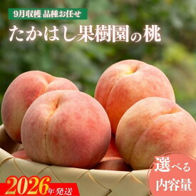【ふるさと納税】たかはし果樹園の桃　9月収穫 選べる 内容量 約1.5kg 約2kg【2026年発送 先行予約】果物 くだもの フルーツ 白桃 お取り寄せ 産地直送 農家直送 福島県 福島市