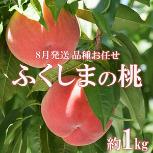 yӂ邳Ɣ[ŁzNo.2436@8̓ i킨C@Gi1kgy2026Nz