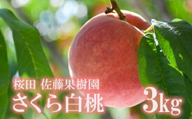 【ふるさと納税】No.2640福島の桃「さくら白桃」約3kg【2024年発送】