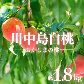 【ふるさと納税】 古井果樹園 もも「川中島白桃」約1.8kg 約3kg【2026年発送　先行予約】