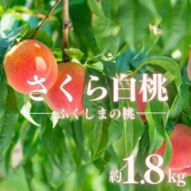 【ふるさと納税】古井果樹園 もも 晩成種「さくら白桃」約1.8kg 約3kg【2026年発送　先行予約】