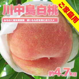 【ふるさと納税】No.2350もも「川中島白桃」ご家庭用　約4.7kg【2025年発送】 白桃 はくとう 川中島 かわなかじま フルーツ 果物 くだもの デザート 旬 桃 モモ 福島市 福島県産 2万円以下 返礼品 お取り寄せ