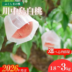 【ふるさと納税】 古井果樹園 もも「川中島白桃」約1.8kg 約3kg【2026年発送　先行予約】