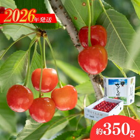 【ふるさと納税】No.2279ヤマ孝 紺野果樹園 さくらんぼ 佐藤錦化粧箱入り350g【2026年発送】