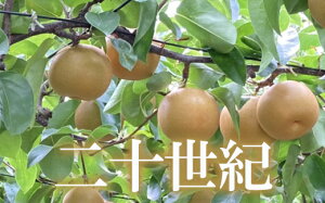 yӂ邳Ɣ[ŁzNo.1726@Ȃ@\I@2kg@y2025Nz