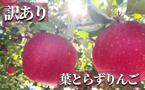 yӂ邳Ɣ[ŁzNo.2437 󂠂 tƂ炸 Tӂ ƒp 5kgy2025Nxz