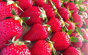 yӂ邳Ɣ[ŁzsYyʊnƂƂ zႤ̂ 112ʁi400gj2(800g)y2026N1{蔭z