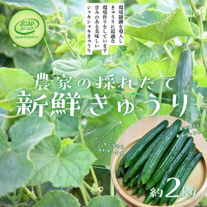 yӂ邳Ɣ[ŁzNo.2973 JGAP_Ƃ̍̂ꂽĐVNイ@2kg Gi y2025N4`6{A8`10z