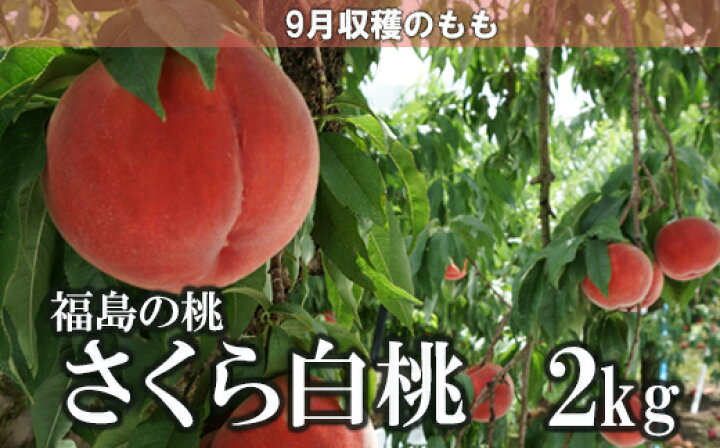 楽天市場】【ふるさと納税】No.1517果樹園きつない 福島のもも 「さくら白桃」2kg【2022年発送】 : 福島県福島市 楽天市場】【ふるさと納税】No.1517果樹園きつない 福島のもも 「さくら白桃」2kg【2022年発送】 : 福島県福島市