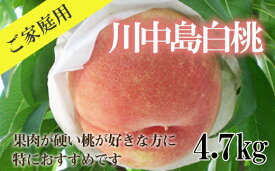 【ふるさと納税】No.2350もも「川中島白桃」ご家庭用4.7kg【2024年発送】