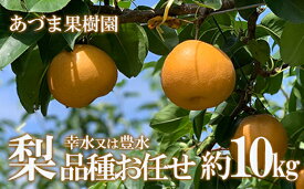 【ふるさと納税】No.1769梨　品種おまかせ　(幸水又は豊水)約10kg【2024年発送】