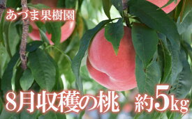 【ふるさと納税】No.1762もも　8月収穫の桃　品種お任せ　約5kg【2024年発送】