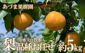 【ふるさと納税】No.1767梨　品種おまかせ　約5kg【2024年発送】