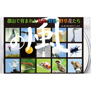 yӂ邳Ɣ[ŁzfW^ʐ^f u̕v { DVD
