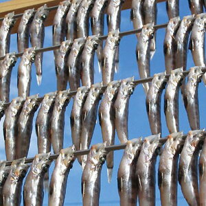 yӂ邳Ɣ[Łz킫s̋ ߂Ђ̊ 24 b qJ  Ђ  蕨 Mtg b  킫s 싛X CK007