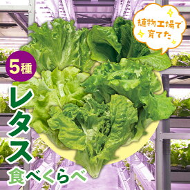 【ふるさと納税】植物工場で育てた5種のレタス食べくらべセット 10パック F23R-784