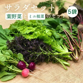 【ふるさと納税】都内マルシェで人気のお野菜！ サラダに最適！葉野菜とミニ根菜のセット 5袋 F21R-208