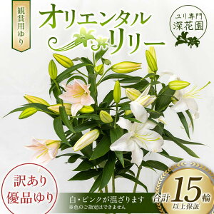 yӂ邳Ɣ[Łz偃[ԉϏܗp IG^[ 󂠂Di i15ֈȏۏ؁j  ͂ Mtg v[g i ̓ ̓ F23R-545