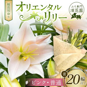 yӂ邳Ɣ[ŁzyIׂJ[z偃[ԉϏܗp IG^[ Q20ֈȏ F23R-957var