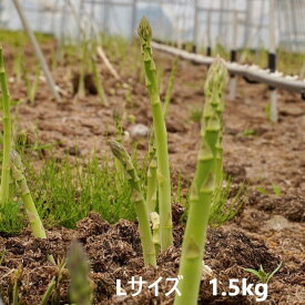 【ふるさと納税】アスパラ グリーンアスパラガス アスパラガス Lサイズ 野菜 採れたて 新鮮 1.5kg 春夏秋