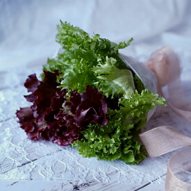 【ふるさと納税】カルシウム&ポリフェノールリッチレタスMix（4袋セット）　【07208-0089】