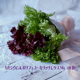 【ふるさと納税】カルシウム&ポリフェノールリッチレタスMix（10袋セット）　【07208-0091】