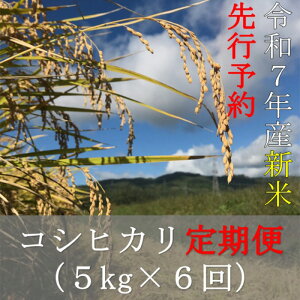 yӂ邳Ɣ[Łzߘa7NY RVqJ ys\zy6ցz 5kg×6 v30kg iFߘa8N5{jy07208-0723z