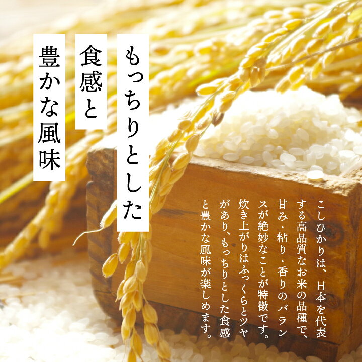 楽天市場】【ふるさと納税】米 令和7年産 こしひかり 5kg or 10kg 米 
