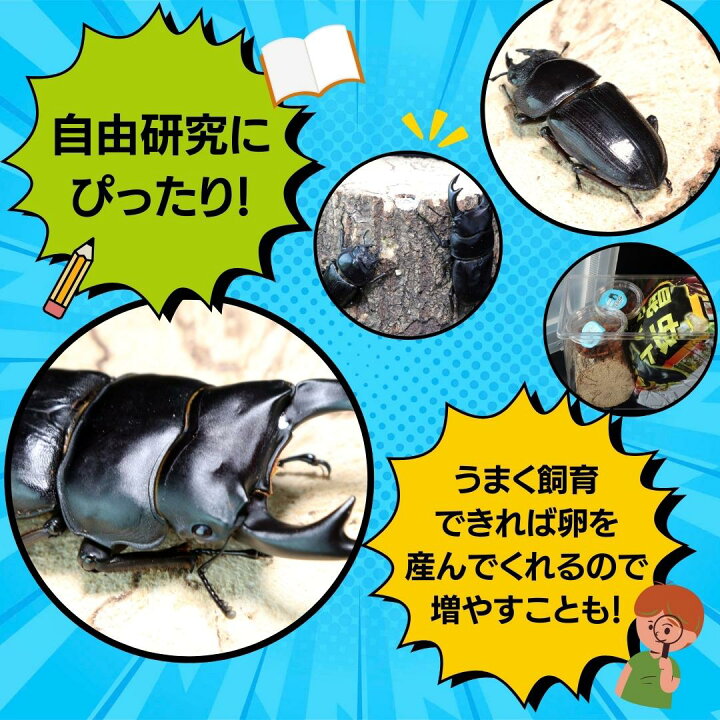 楽天市場】【ふるさと納税】 ＼先行予約 2026年5月以降発送／ 大きさが 