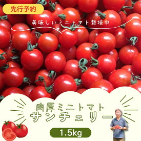 【ふるさと納税】 先行予約 ミニトマト サンチェリー 1.5kg トマト tomato とまと プチトマト 新鮮 野菜 農家直送 おすすめ おいしい 贈答 福島県 田村市 田村 よしのや農園