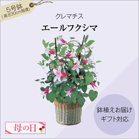 【ふるさと納税】 ＼ 先行予約 ／ 【 母の日 ラッピング付き 】 クレマチス 「 エールフクシマ 」 母の日 お花 花 フラワー flower Flower 華 鉢 贈り物 ギフト プレゼント インテリア 人気 おすすめ 福島県 田村市 フローラハシモト