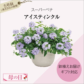 【ふるさと納税】 ＼ 先行予約 ／ 【 母の日 ギフト 】 スーパーベナ 「 アイスティンクル 」 母の日 お花 花 フラワー flower Flower 華 鉢 贈り物 ギフト プレゼント インテリア 人気 おすすめ 福島県 田村市 フローラハシモト