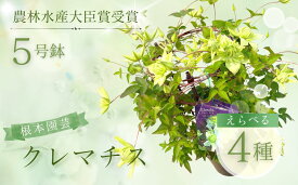 【ふるさと納税】クレマチス 選べる種類 花 お花 5号 花ギフト フラワーギフト 鉢花 鉢植え ギフト プレゼント 贈答 農林水産大臣賞受賞 根本園芸