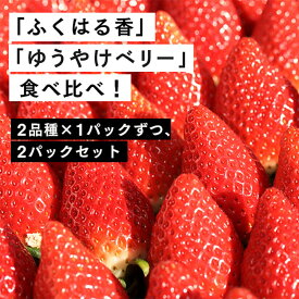 【ふるさと納税】【2月発送開始・数量限定】 いちご 280g×2パック ｜ふくはる香 とちおとめ イチゴ いちご 苺 ストロベリー strawberry 人気 プレゼント ギフト 贈答用 贈り物 果物 フルーツ 伊賀 いちご園 ふるさと納税 福島 南相馬